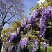 Glorious wisteria… whatever the weather.