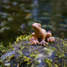 frog14 by kametty