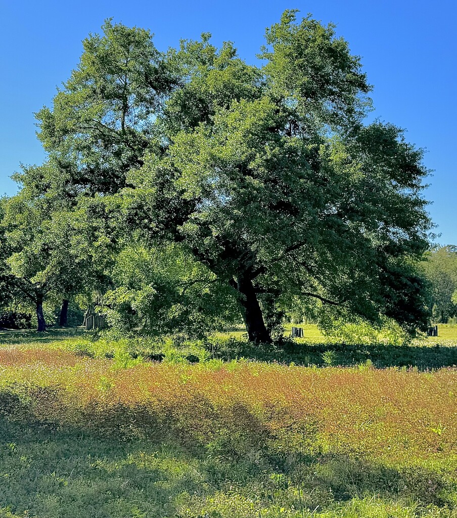 Solitary oak with new Spring green finery  by congaree