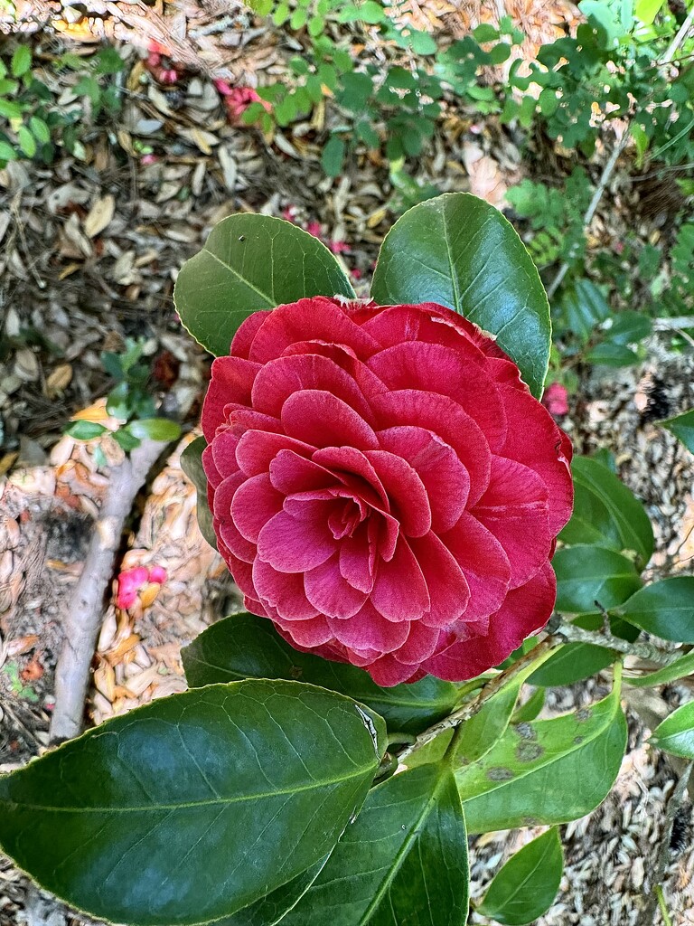 The last of the camellias for this season by congaree