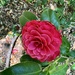 The last of the camellias for this season