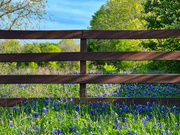 14th Apr 2024 - Looking for bluebonnets 