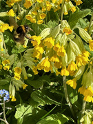 14th Apr 2024 - Visiting Bumble Bee
