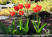 14th Apr 2024 - Tulips  