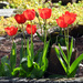Tulips   by seattlite