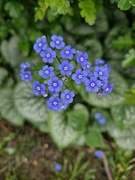 13th Apr 2024 - Forget me Nots