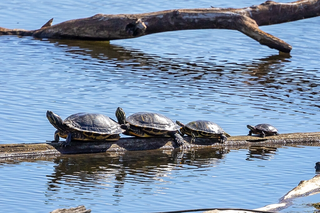 Turtle family by bobbic