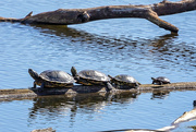 14th Apr 2024 - Turtle family