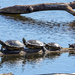Turtle family by bobbic