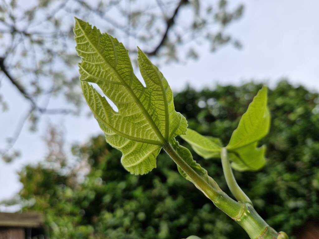 Underneaf the fig leaf by dragey74