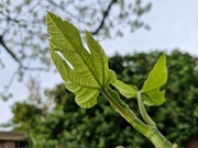 12th Apr 2024 - Underneaf the fig leaf