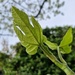 Underneaf the fig leaf