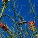 4 13 Hummingbird  and Ocatillo by sandlily