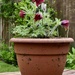 Flowerpot by wakelys