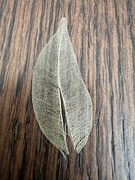 8th Apr 2024 - Skeleton leaf