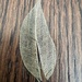 Skeleton leaf by mattjcuk