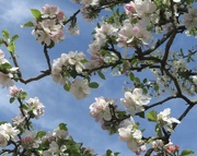 14th Apr 2024 - Blossom