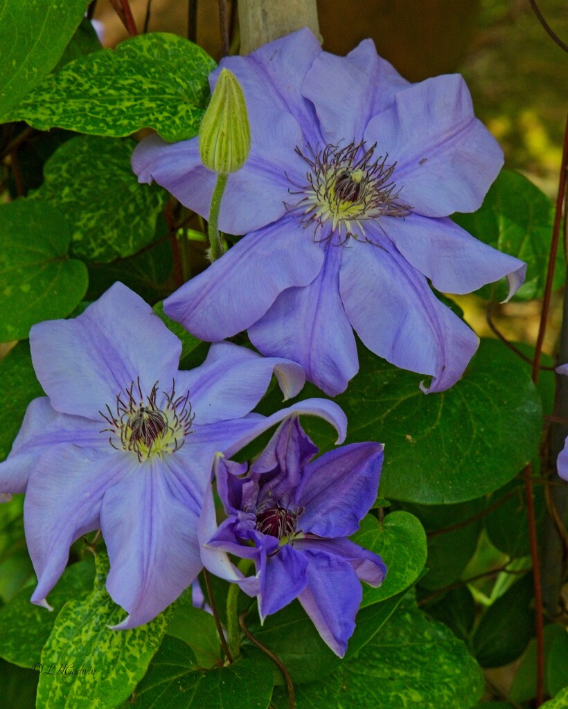 LHG_9368 Clematis are Blooming by rontu
