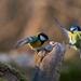 Great tit and blue tit by okvalle