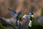 14th Apr 2024 - Great tit and blue tit