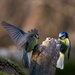 Great tit and blue tit