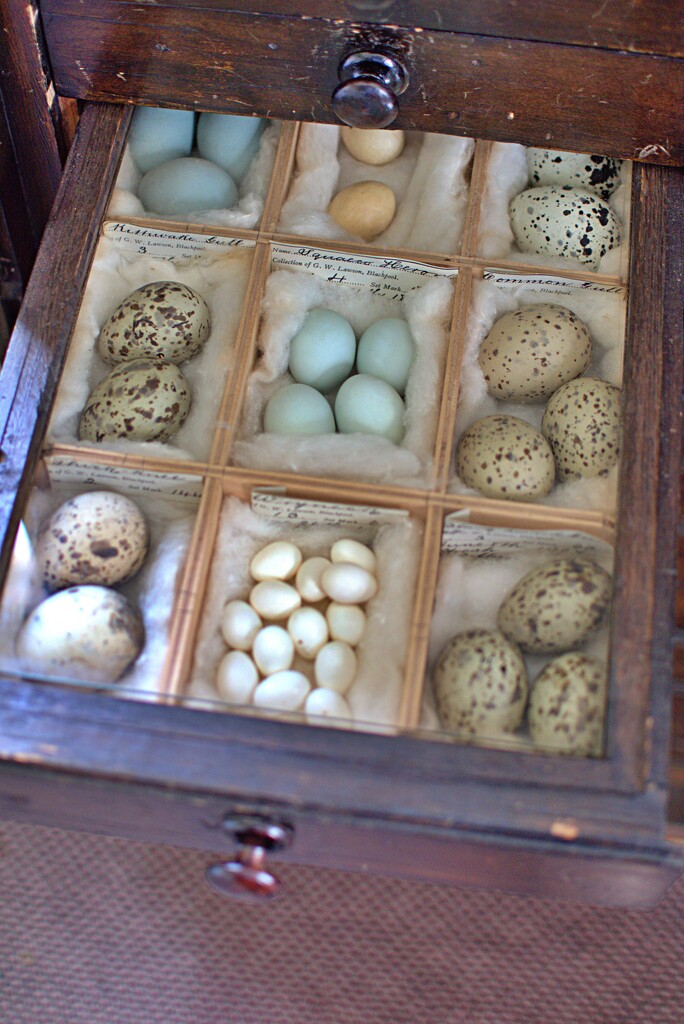 bird egg collection by ollyfran