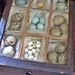 bird egg collection
