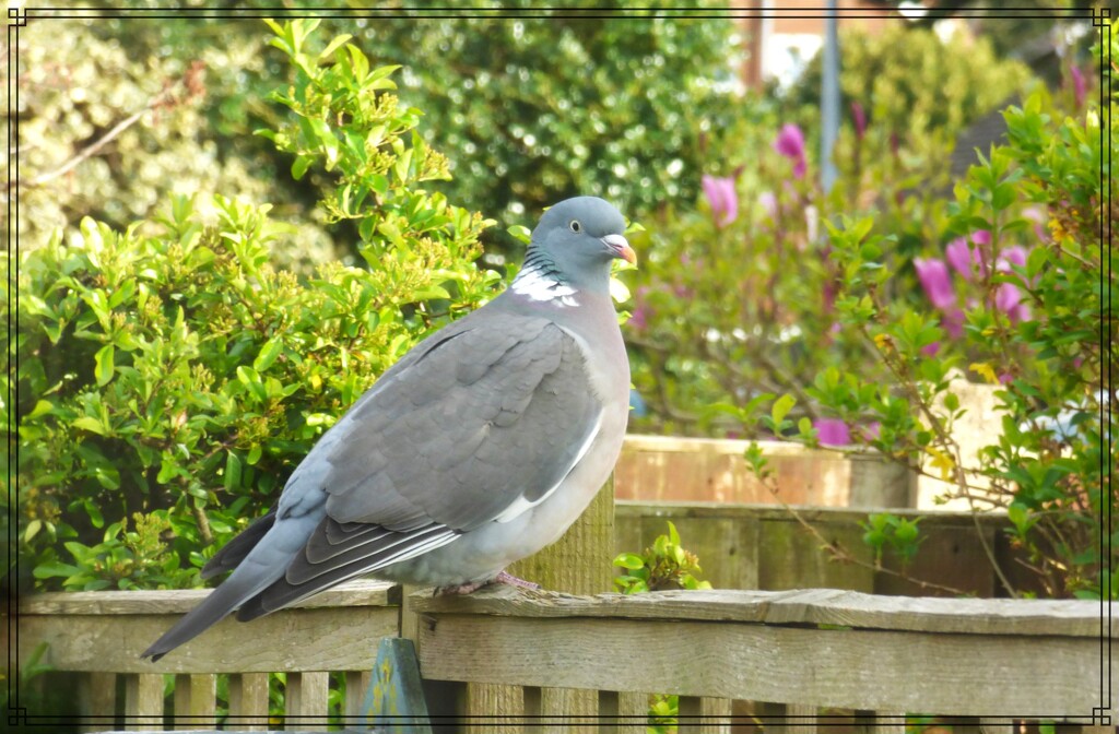 Wood pigeon, by beryl