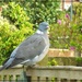 Wood pigeon,