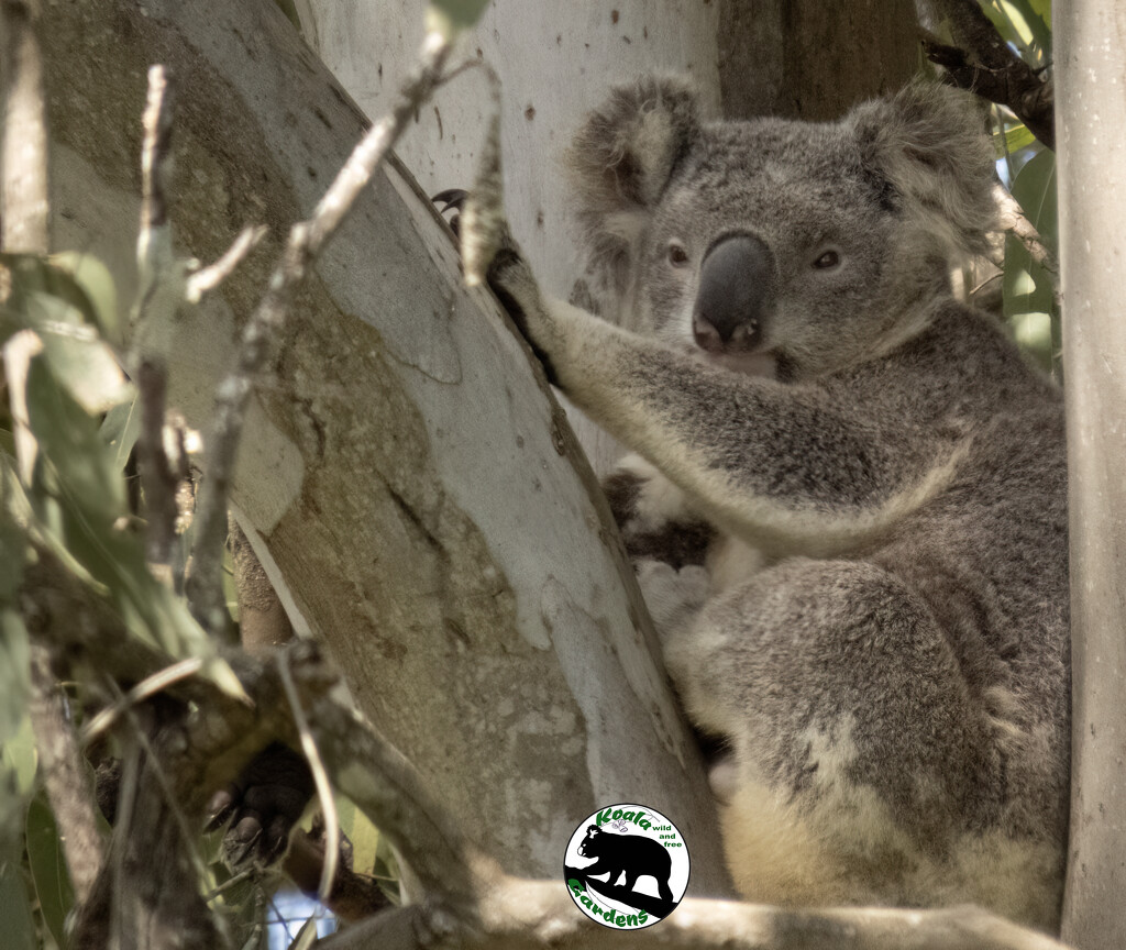 a new fella by koalagardens