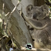 a new fella by koalagardens