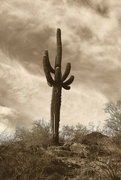 15th Apr 2024 - sepia saguaro