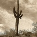 sepia saguaro