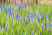 14th Apr 2024 - Grape hyacinths