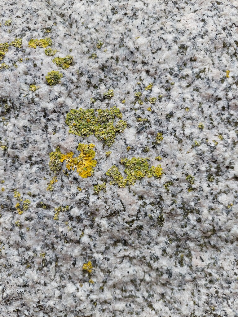 Lichen on granite building  by samcat