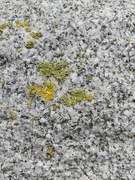 10th Apr 2024 - Lichen on granite building 