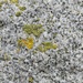 Lichen on granite building  by samcat