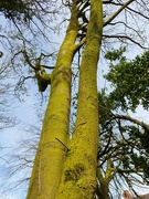 12th Apr 2024 - Green tree