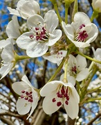 14th Apr 2024 - Pear Tree Flowers