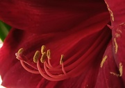 28th Mar 2024 - Day 88: Amaryllis blooms ... 
