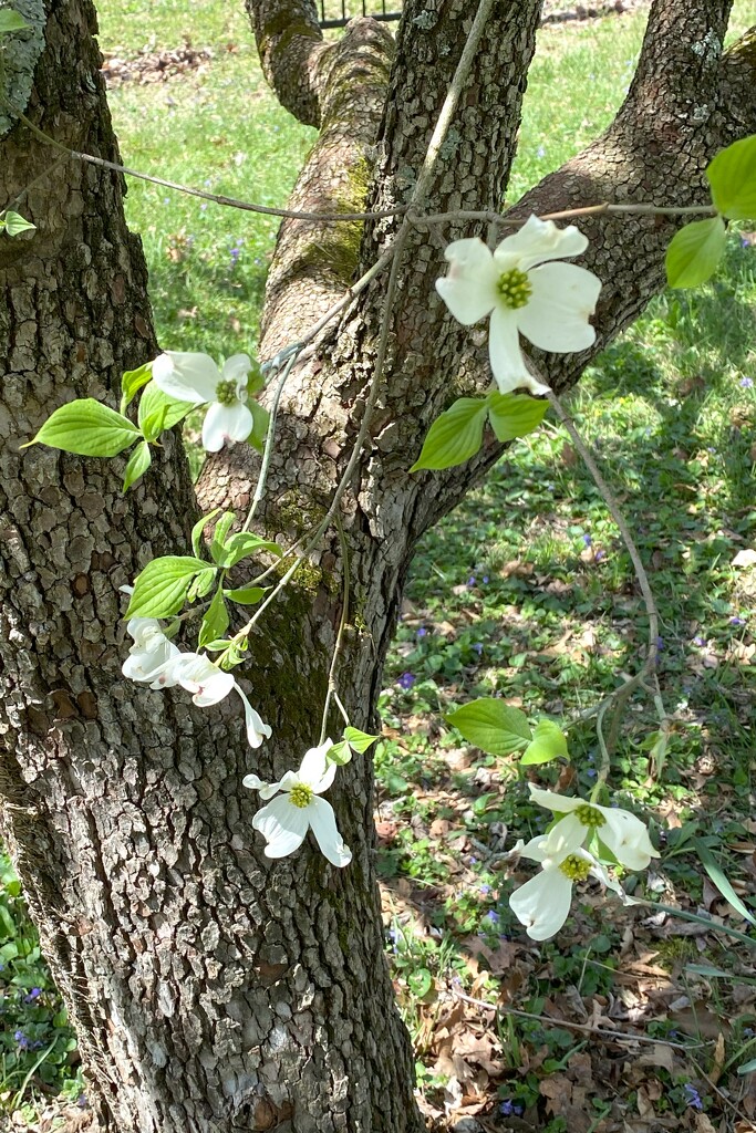 Dogwood blossoms by tunia