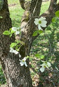 14th Apr 2024 - Dogwood blossoms