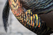 14th Apr 2024 - Turkey Breast Feathers