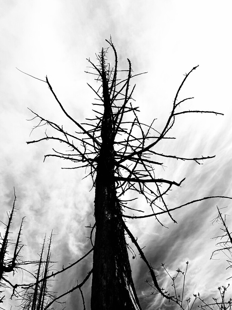 Dead Tree by horter