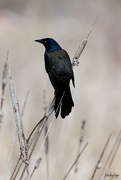 14th Apr 2024 - The Grackle