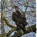Immatue Bald Eagle by bluemoon