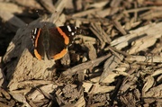 14th Apr 2024 - Red admiral butterfly