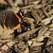Red admiral butterfly by mltrotter
