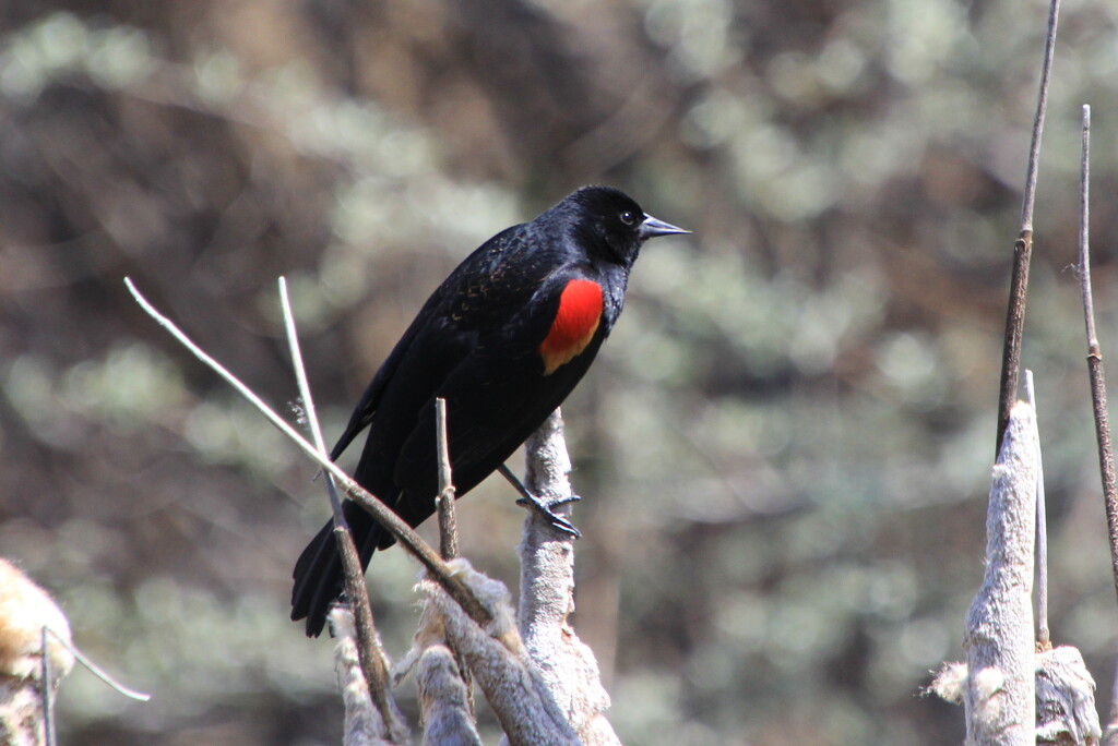 Red Winged Blackbird by pirish