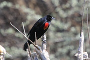 14th Apr 2024 - Red Winged Blackbird